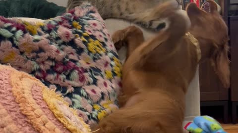 Playing Pup Flops Off The Couch