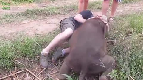 FUNNIEST BABY ELEPHANTS VIDEO COMPILATION