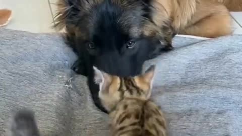 FUNNY CATS vs DOGS 🐱🐶 Best Friends or Enemies? 🐾 New Funniest Animals Videos 2023 😂