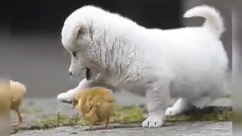 Funny animal video