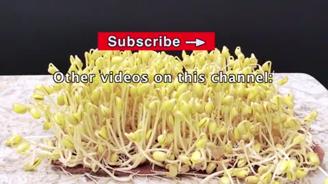 Grow_Soybean_Sprouts_in_4_days_With_this_Easy_Method