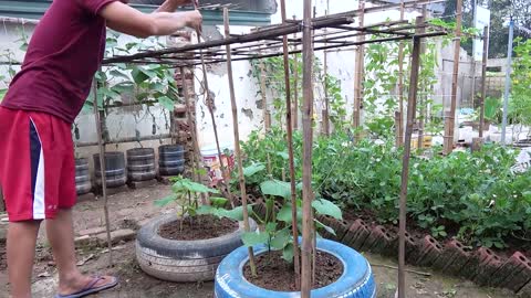 growing cucumber for beginner with many fruits