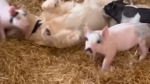 Friendly pup shares playful bond with farm pigs #viral #Dogs and Puppies #viral videos