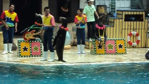 AMAZING SEALION SHOW