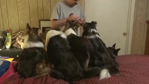 Dog Tricks Owner To Get More Treats