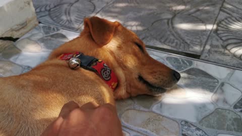 Cute puppies getting pet!