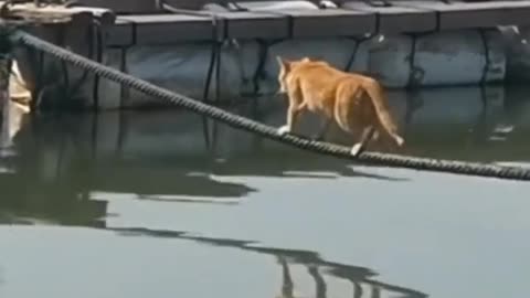 Cat Walking on a Tightrope Amazing Balance!
