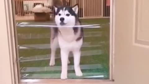 when the Siberian husky got pranked