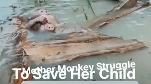 AMAZING, Mother Monkey Struggle To Save Her Child.Watch Till End.