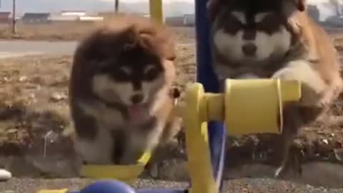 Cute and Funny Dogs (09) - Baby Dogs Swinging 🐶🤭