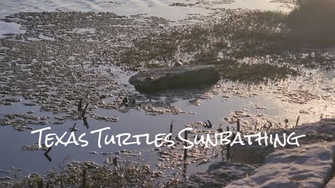 Texas Turtles Sunbathing I