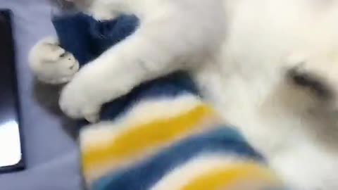 Funny pet video cat