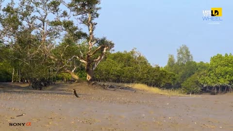 Roar Of The Mangroves | Chapter One | Sunderban Documentary #WildWheel