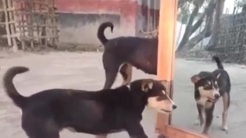So funny dog vs mirror prank on a dog