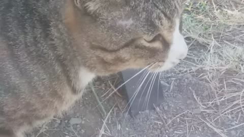 tabby cat comes and meows