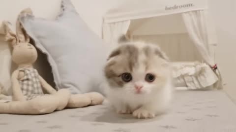Cute catty train||beautiful caty