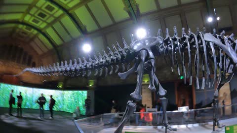 Brontasaurous. Dippy the Dinosaur. Natural history museum 7th Nov 2022