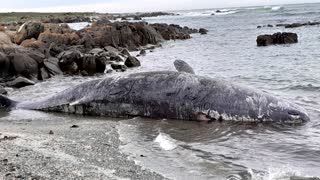 14 sperm whales found stranded on Australian island