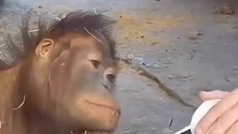 This orangutan loves magic tricks.