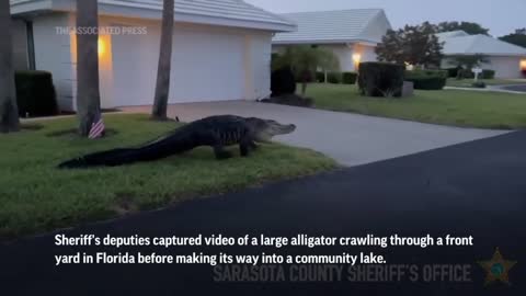 Large alligator walking through florida community..