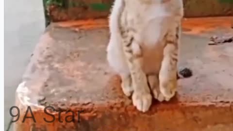 funny Cat animal videos