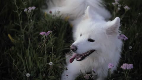 Dog among the flowers plays.