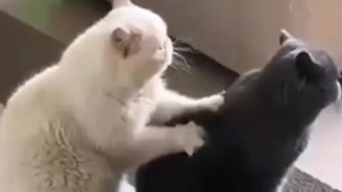 Cat Massage ❣️ Cats Moments