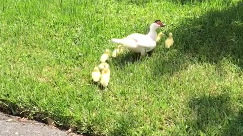 Husband Rescues Ducklings From Storm Drain