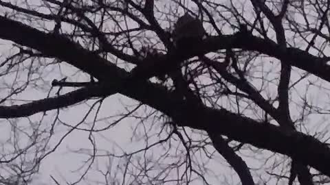 Owl up a tree