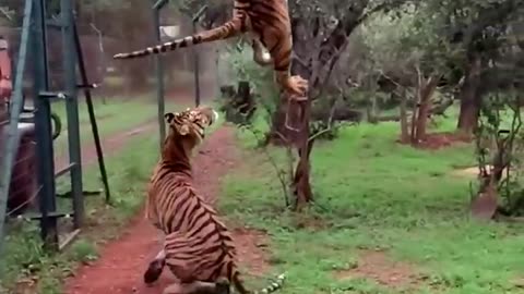 Tiger Jumps to catch met Video