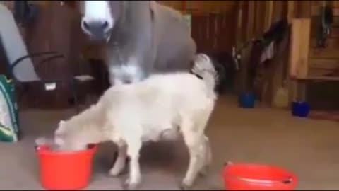 Try not laugh challenge fight between donkey and baby gout