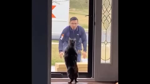 some crazy cat doing funny things