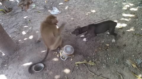 Funny Monkey 5