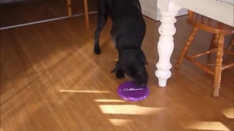 Excited dog can't pick up his frisbee