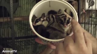 SUGAR GLIDERS Flying - Funny & Cute Compilation