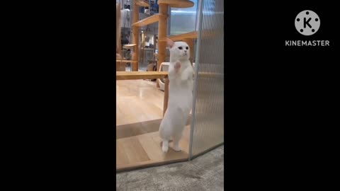When your pet cat has a hobby of dancing