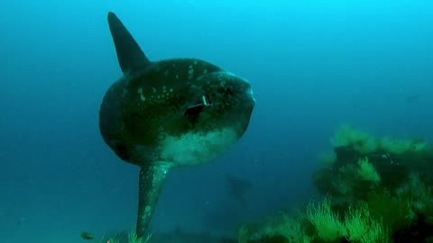 Mergulhador nada entre um dos peixes mais bizarros do mundo