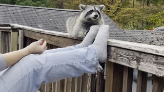 Raccoon Gently Takes Snacks on Deck