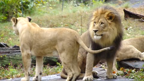 Female lion on heat