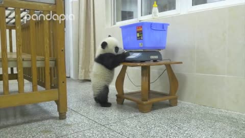 Panda's mischief