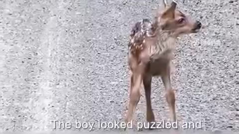 Little Deer Seeks Help from Humans