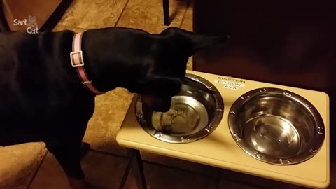 Dobermans do the craziest things!