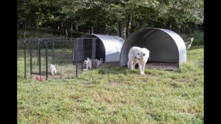 Great Pyrenees Litter Day 31