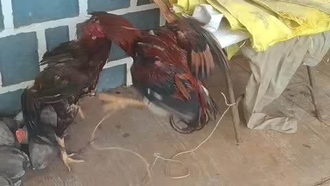 Rooster Fight Video