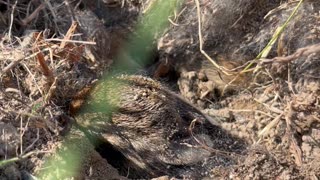 Baby bunnies discovered:)