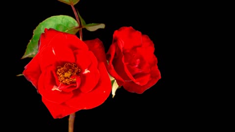 A couple of red roses on a branch opens