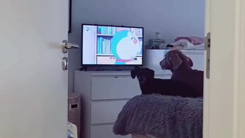 Dog Watch Tv funny videos