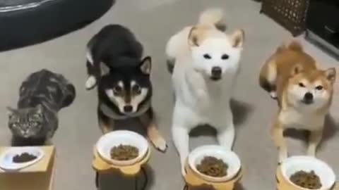 Gatos e cachorros partilhando a. Comida vivendo comunhao
