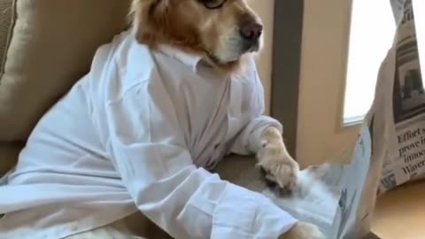 Funny dogs video 😍 funny animals ☺️cute dog #shorts