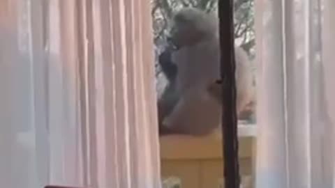 WATCH: 'Please go'. Baboon asked to leave room. Abides.